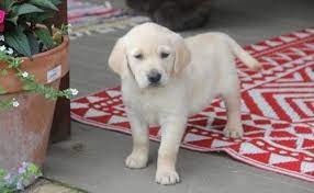Apply to insurance specialist and more! Labrador Retriever Puppies For Sale Bozeman Mt 208556
