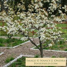Image result for Pyrus pyrifolia