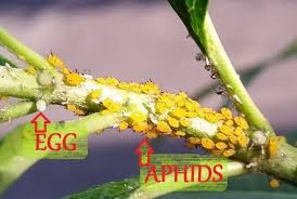 Monarch Egg Or Aphid Butterfly Gardening Aphids Milkweed Plant Pollinator Plants