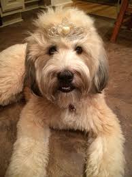 Teddy Bear Cut Wheaten Terrier Sale 54 Off Www Pegasusaerogroup Com