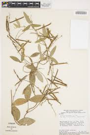 Image result for Teramnus uncinatus