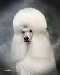 Check spelling or type a new query. Beautiful Head Study Of This Gorgeous White Standard Poodle Poodle Puppy Standard Poodle Haircuts Dog Haircuts
