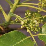 Image result for Khaya anthotheca