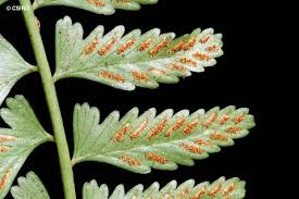 Image result for Asplenium uhligii