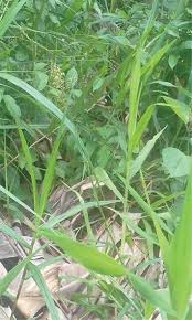 Image result for Eragrostis humidicola