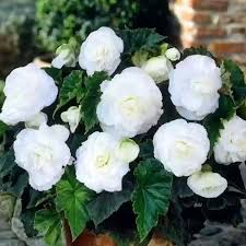 Image result for Begonia bequaertii