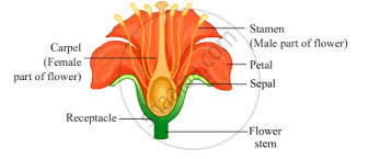 Irises' style arms are located in the center of the blossom and resemble petals, unlike other flowers that have a distinct style connecting the ovary to the stigmas. A Draw A Neat Diagram Of A Flower Showing Its Various Parts In This Diagram Mark Stem Receptacle Sepals Petals Stamen And Carpel B What Name Is Given To I All The