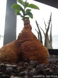 Image result for Monadenium pedunculatum