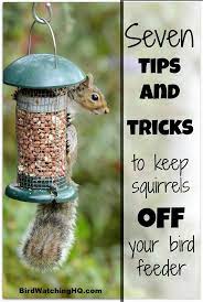 8 Effective Ways To Keep Squirrels Off Your Bird Feeders 2020 Bird Watching Hq Squirrel Proof Bird Feeders Bird Feeding Station Bird Feeders