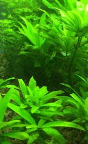 Image result for Hygrophila