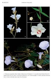 Image result for Xenostegia