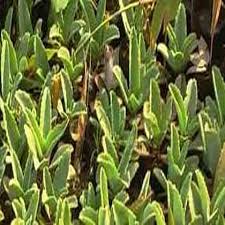 Image result for Kalanchoe lanceolata