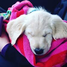 Mar 04, 2020 · when it comes to dogs with long ears, many of them are categorized as hound dogs, which are a group of dog breeds primarily used for hunting. Golden Puppy With Big Ears Golden Puppy Cute Animals Golden Retriever