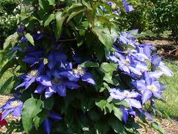 Image result for Clematis dolichopoda