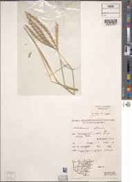 Image result for Ischaemum afrum