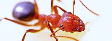 Bug depot | do your own pest control and lawn care with the same products that exterminators use. How To Get Rid Of Fire Ants Ehrlich Pest Control