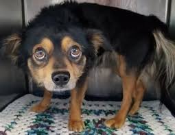 Black And Brown Terrier Mix Animal Id 37891759 Species Dog Breed Terrier Mix Age 3 Years 12 Days Gender Male Size Small Color Black Brown S Dog Adoption Terrier Mix Pitbull Terrier