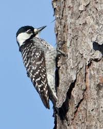 Big Black Birds In Georgia Red Cockaded Woodpecker Whatbird Com Woodpecker Birds Of Georgia Bird Species