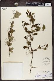 Image result for Putterlickia verrucosa