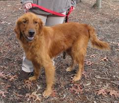$200 (richmond, va) pic hide this posting restore restore this posting. Giving Up Your Dog Grreat