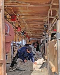 shearing