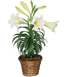 We did not find results for: Traditional Easter Lily Flowering Easter Plant All House Plants Flower Shop Network