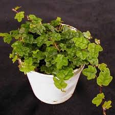 Image result for Ficus persicifolia