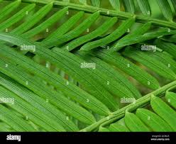 Image result for Aster milanjianus