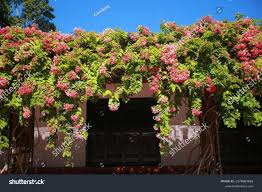 Image result for Combretum indicum