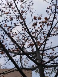 We did not find results for: Spring Summer Flowering Trees Of Pakistan World Fusion Stories Fusionstories