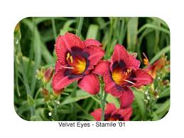 Daylilies are rugged, adaptable, vigorous perennials that endure in a garden for many years with little or no care. An Ahs Media Library Production Eyes Bands And Halos In Daylilies Ppt Download