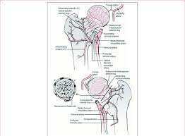Start studying arteries of head and neck. Vascular Anatomy Of Femoral Head Neck Top Anterior Aspect Bottom Download Scientific Diagram