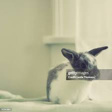 27 Hazel Thomson Stock Photos, High-Res Pictures, and Images