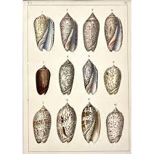 Rare Antique Hand Colored Print of Olive Sea Shells by F. H. Martini Circa  1850
