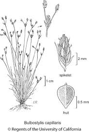 Image result for Bulbostylis hispidula