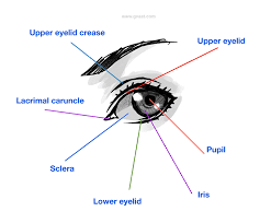 This has influenced the animation as babies are decidedly cute and their eyes do appear to be larger. Finally Learn To Draw Anime Eyes A Step By Step Guide Gvaat S Workshop