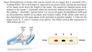 Isoelectric Focusing