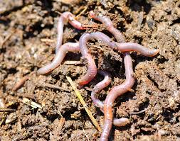 We hope this wonder was helpful! Let Worms Till Your Garden Beds Finegardening