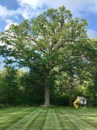 This majestic shade tree has more than 60 species native to the united states, so try to choose the best oak species for your region.live oak is the recommended oak species for southern regions. This Huge Tree In My Grandparents Back Yard Mildlyinteresting