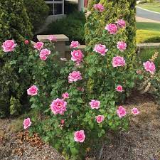 Our yves piaget garden rose is grown delicately to preserve its hues in coloring and to preserve its elegant ruffles. Please Post Pictures Of Your Yves Piaget Rose