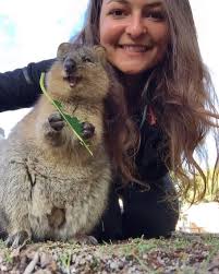 World Falls In Love With Quokka Australia S Most Adorable Animal Cute Animals Quokka Animals