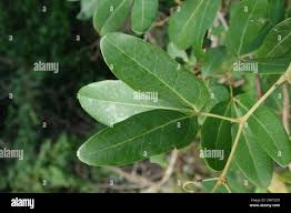 Image result for Rhoicissus revoilii