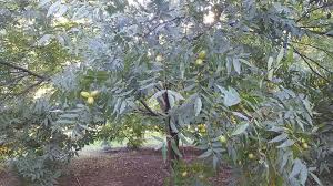 Lujoso apartamento en primera línea de playa en costalita del. Kiwis Saladillo Nueces De Pecan Otro Producto 100 De Facebook