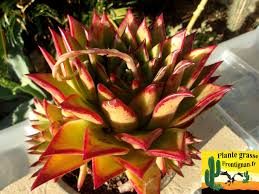 Check spelling or type a new query. Echeveria Identification