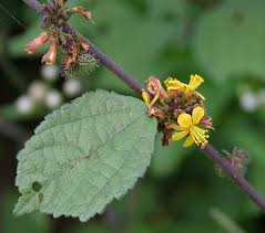 Image result for Triumfetta cordifolia