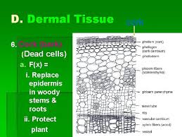 Thaliana seed (a,b), cotton flower petal (c,d) for many plant tissues, quantification of cell surface size and shape can be done rapidly using the protocol outlined above with relatively few artefacts. Plant Cells And Tissues I General Information A