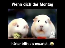 Megalustige sprüche zusammengestellt, die tollsten zitate zum totlachen und die besten weisen sprüche zum schmunzeln für schlaumeier. Lustige Videos 2020 Kostenlos