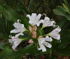 Image result for Crinum macowanii