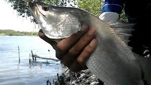 Tepat di muara sungai liong kini berdiri sebuah pelabuhan laut yang melayari rute internasional bernama bandar sri setia raja yang diresmikan oleh gubernur riau, hm. Bulan Musim Ikan Kakap Putih Yang Wajib Anda Ketahui Hobi Mancing