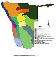 Image result for Gunillaea rhodesica